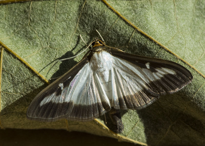 Cydalima perspectalis - Crambidae